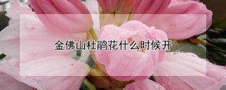 金佛山杜鹃花什么时候开,第1图