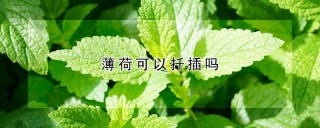 薄荷可以扦插吗,第1图