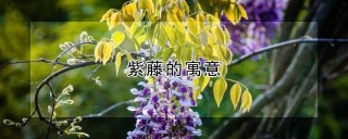 紫藤的寓意,第1图