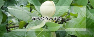 灌木和乔木区别,第1图