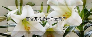 百合开花后叶子变黄了,第1图