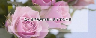 别人送的玫瑰花怎么养才不会枯萎,第1图