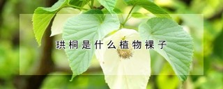 珙桐是蕨类植物吗,第1图