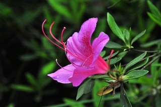 杜鹃花换盆最佳时间 杜鹃花换盆的注意事项,第2图