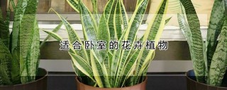 适合卧室的花卉植物,第1图