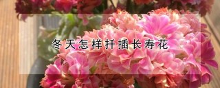 冬天怎样扦插长寿花,第1图