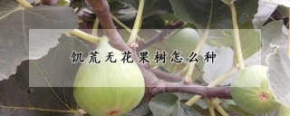 饥荒无花果树怎么种,第1图