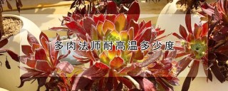 多肉法师耐高温多少度,第1图