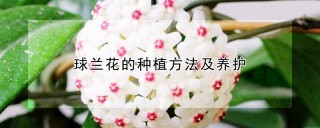 球兰花的种植方法及养护,第1图