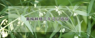 黄精种植几年可以收获,第1图