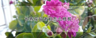 长寿花留老桩怎么修剪,第1图