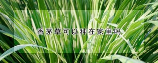 香茅草可以种在家里吗,第1图