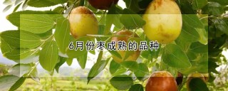 6月份枣成熟的品种,第1图