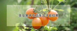 圣女果开花后多久才能结果,第1图