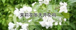 茉莉花冬天开花吗,第1图