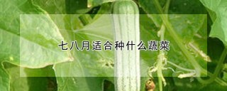 七八月适合种什么蔬菜,第1图