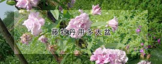 藤牡丹用多大盆,第1图