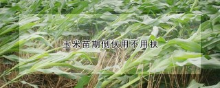 玉米苗期倒伏用不用扶,第1图