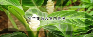 竹芋花适合室内养吗,第1图