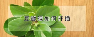 豆瓣绿如何扦插,第1图