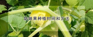 姑娘果种植时间和方法,第1图