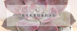 紫乐和紫珍珠的区别,第1图