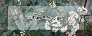 斑鸠叶是什么植物,第1图