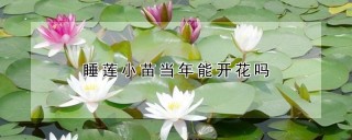 睡莲小苗当年能开花吗,第1图