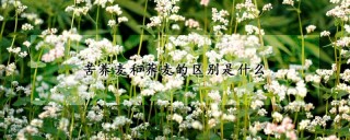 苦养麦和荞麦的区别是什么,第1图