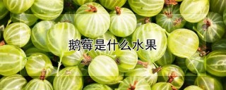 鹅莓是什么水果,第1图