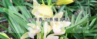 四季香兰养殖方法,第1图