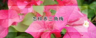 怎样养三角梅,第1图