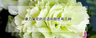 康乃馨花的花语和颜色有几种,第1图