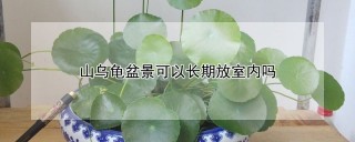 山乌龟盆景可以长期放室内吗,第1图