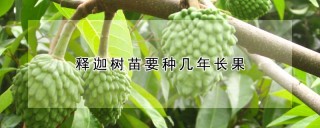 释迦树苗要种几年长果,第1图