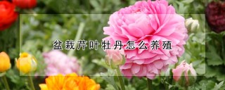 盆栽芹叶牡丹怎么养殖,第1图