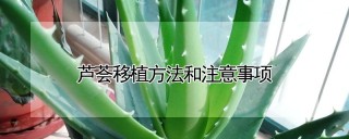 芦荟移植方法和注意事项,第1图