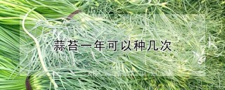 蒜苔一年可以种几次,第1图