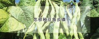 怎样种豆角步骤,第1图