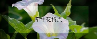 牵牛花特点,第1图