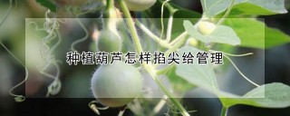 种植葫芦怎样掐尖给管理,第1图