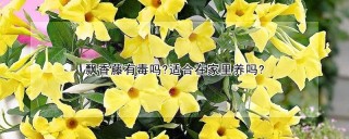 飘香藤有毒吗?适合在家里养吗?,第1图