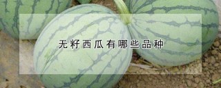 无籽西瓜有哪些品种,第1图