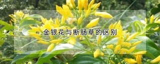 金银花与断肠草的区别,第1图