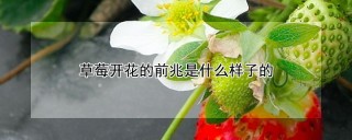 草莓开花的前兆是什么样子的,第1图