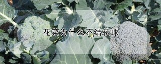 花菜为什么不结花球,第1图