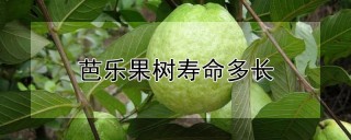 芭乐果树寿命多长,第1图