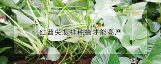 红苕尖怎样种植才能高产,第1图