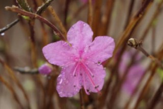 怎样泡干枝杜鹃才能开花,第3图