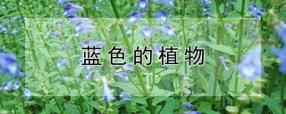 蓝色的植物,第1图